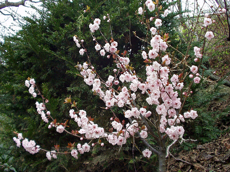 cherry blossoms [Montmartre, Paris, Île-de-France, France]