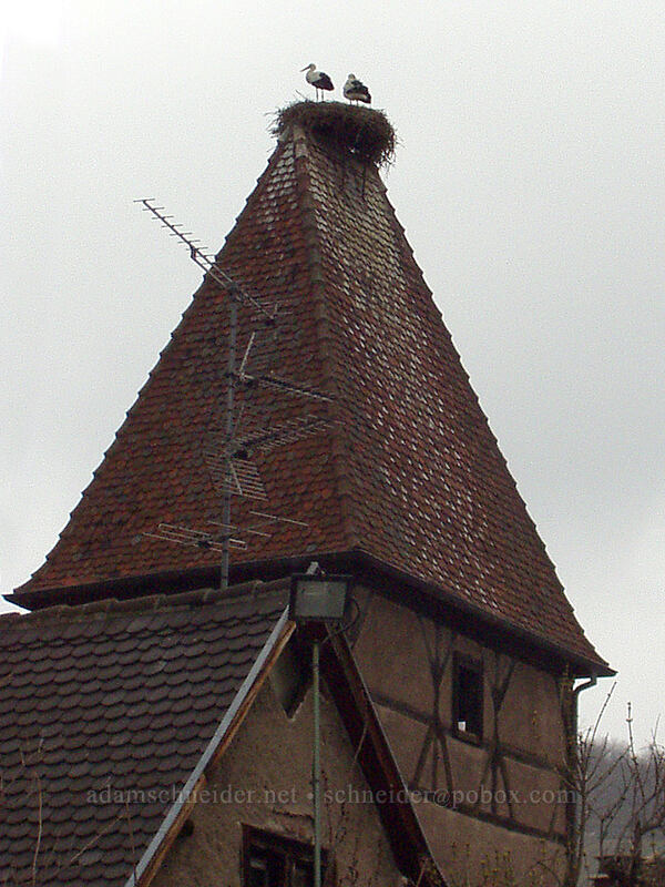 storks [La Porte Haute, Ammerschwihr, Haut-Rhin, France]