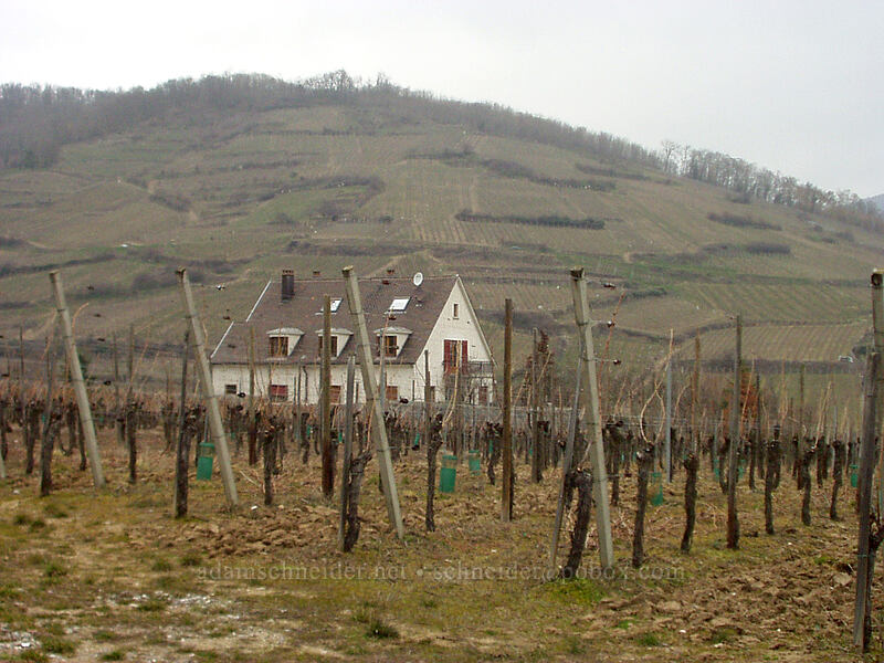 vineyards [Croix de Meywihr trail, Ammerschwihr, Haut-Rhin, France]