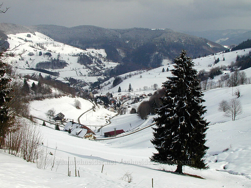 snow-covered hills & evergreen tree [Wiedener-Eck, Schwarzwald, Baden-Württemberg, Germany]
