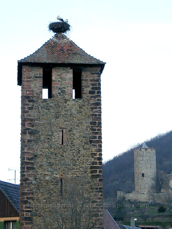 storks [Rue de l'Ancienne Gare, Kaysersberg, Haut-Rhin, France]