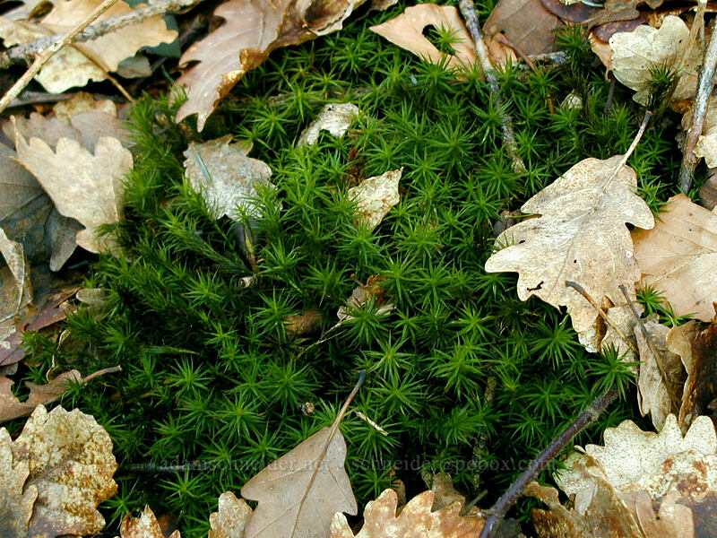 moss [Montagne de Reims, Verzy, Marne, France]
