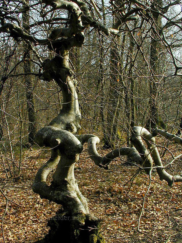 Faux de Verzy [Montagne de Reims, Verzy, Marne, France]