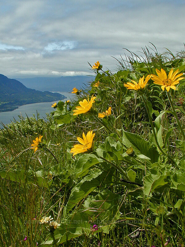 balsamroot (Balsamorhiza sp.) [Dog Mountain Trail, Gifford Pinchot National Forest, Skamania County, Washington]