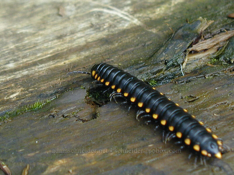 Yellow-spotted millipede (Harpaphe haydeniana) [Dog Mountain summit, Gifford Pinchot National Forest, Skamania County, Washington]