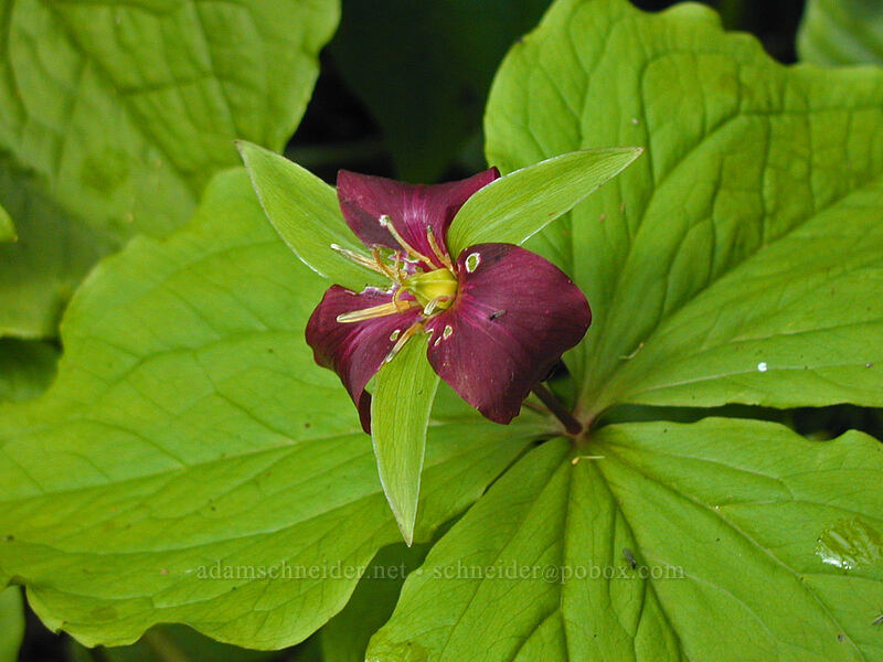 trillium, fading (Trillium ovatum) [Dog Mountain summit, Gifford Pinchot National Forest, Skamania County, Washington]