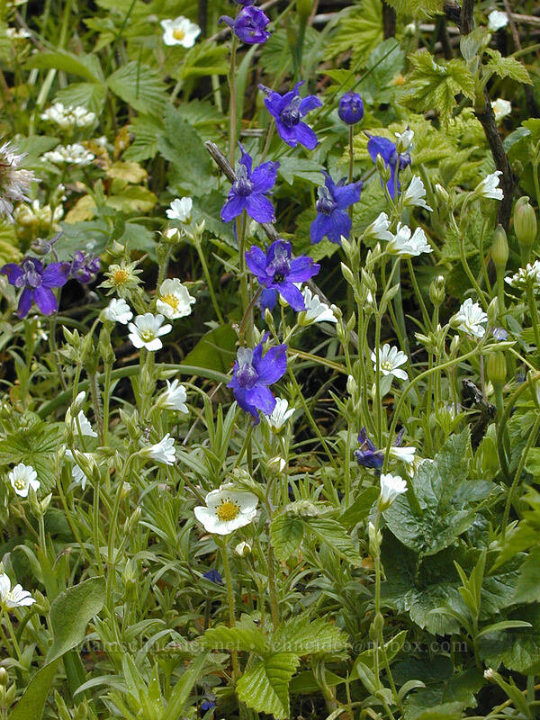 Larkspur, wild strawberry, & chickweed (Delphinium nuttallianum, Fragaria vesca, Cerastium arvense) [Augspurger Trail, Gifford Pinchot National Forest, Skamania County, Washington]