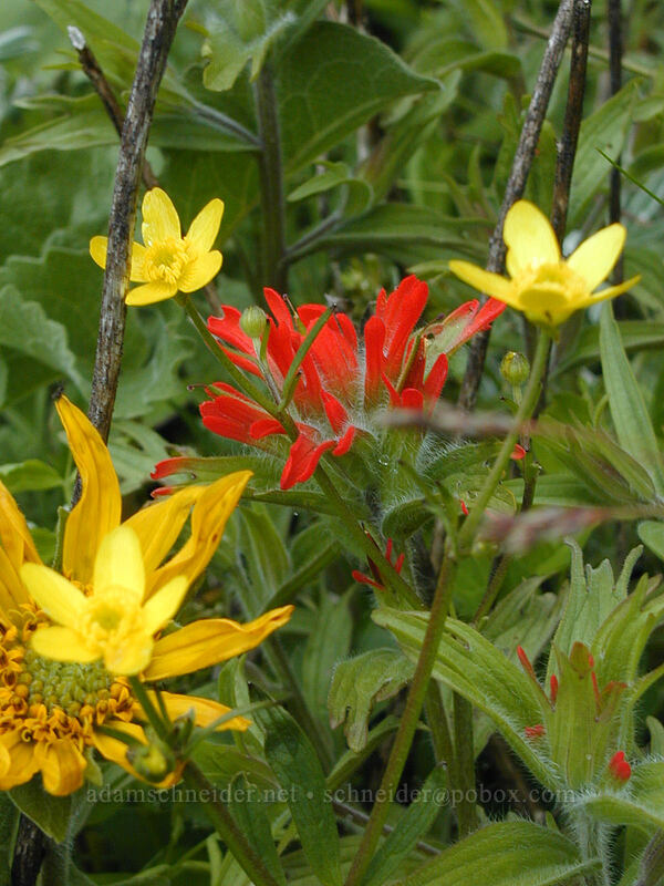 paintbrush, buttercups, & balsamroot (Castilleja hispida, Ranunculus occidentalis, Balsamorhiza deltoidea) [Augspurger Trail, Gifford Pinchot National Forest, Skamania County, Washington]