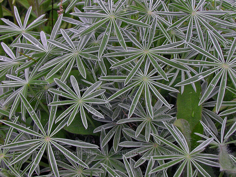 lupine leaves (Lupinus sp.) [Augspurger Trail, Gifford Pinchot National Forest, Skamania County, Washington]