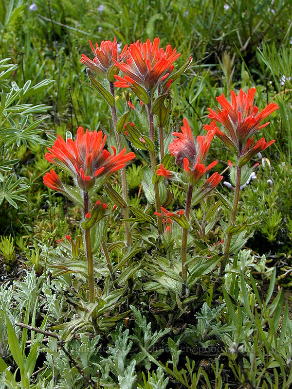 harsh paintbrush (Castilleja hispida) [Augspurger Trail, Gifford Pinchot National Forest, Skamania County, Washington]