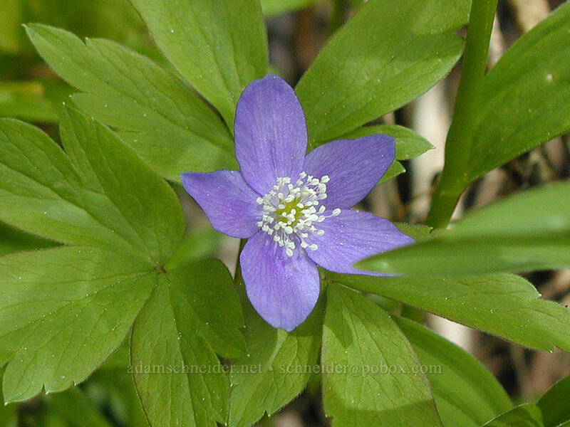 Oregon anemone (Anemone oregana (Anemonoides oregana)) [Mirror Lake, Mt. Hood National Forest, Clackamas County, Oregon]