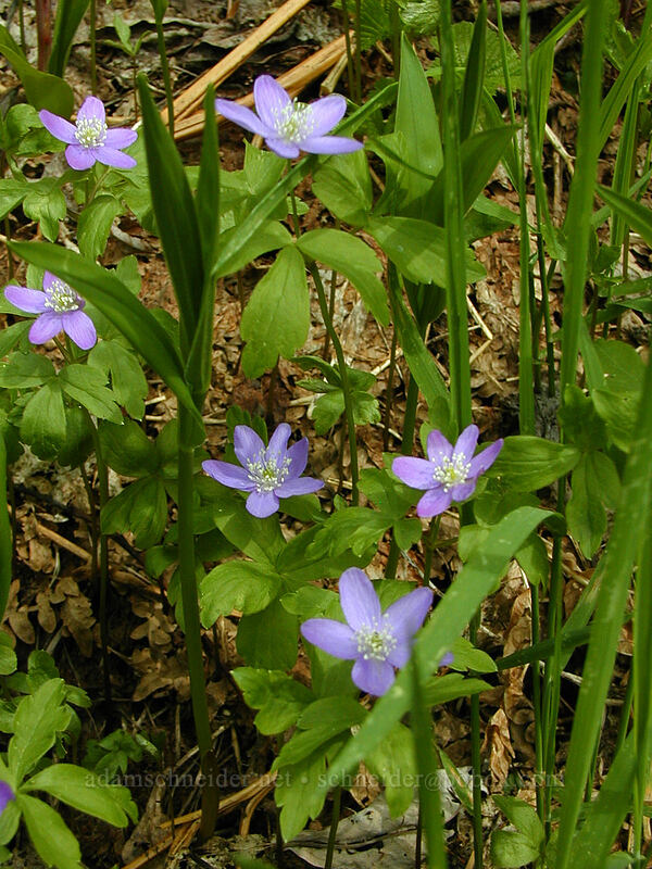Oregon anemones (Anemone oregana (Anemonoides oregana)) [Mirror Lake, Mt. Hood National Forest, Clackamas County, Oregon]