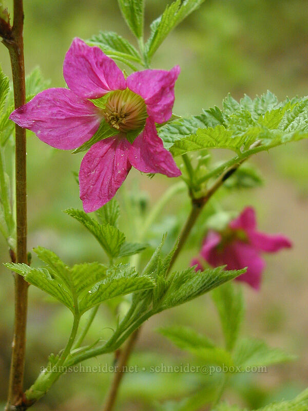 salmonberry flowers (Rubus spectabilis) [Mirror Lake, Mt. Hood National Forest, Clackamas County, Oregon]