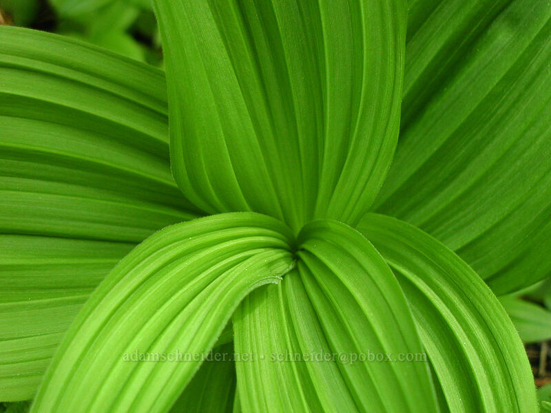 green corn lily leaves (Veratrum viride var. eschscholtzianum (Veratrum eschscholtzii)) [Mirror Lake, Mt. Hood National Forest, Clackamas County, Oregon]