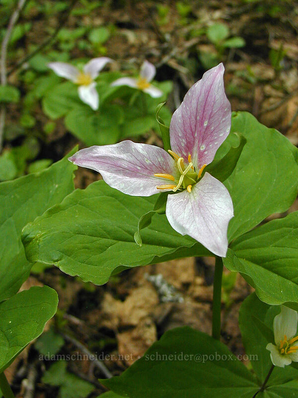 trillium, fading (Trillium ovatum) [Mirror Lake, Mt. Hood National Forest, Clackamas County, Oregon]