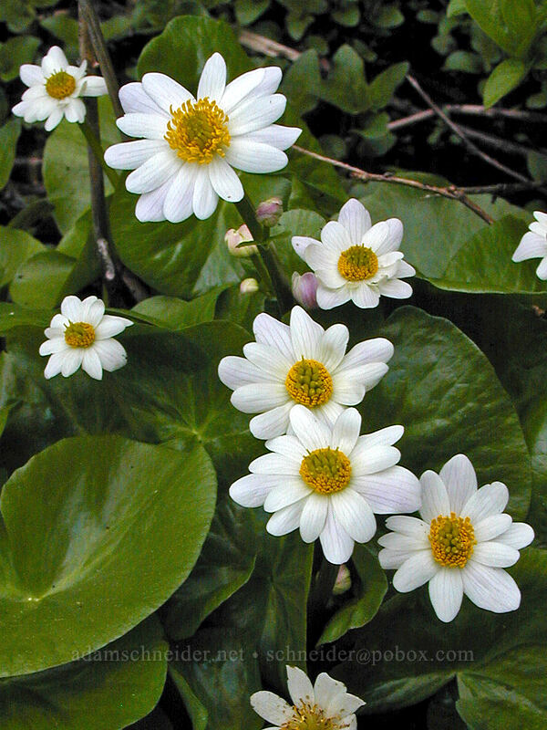 white marsh-marigold (Caltha leptosepala) [Mirror Lake, Mt. Hood National Forest, Clackamas County, Oregon]