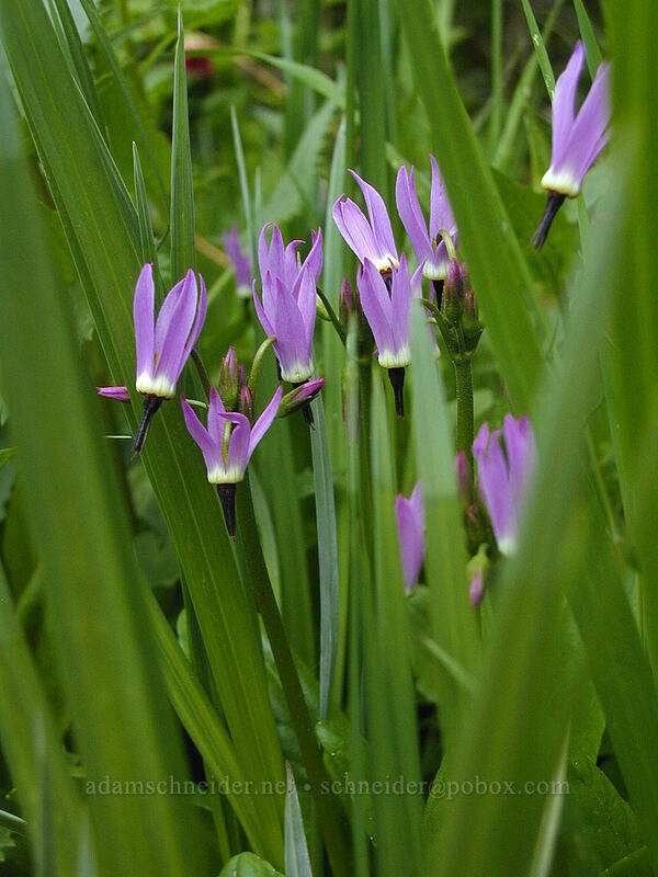 tall mountain shooting star (Dodecatheon jeffreyi (Primula jeffreyi)) [Mirror Lake, Mt. Hood National Forest, Clackamas County, Oregon]