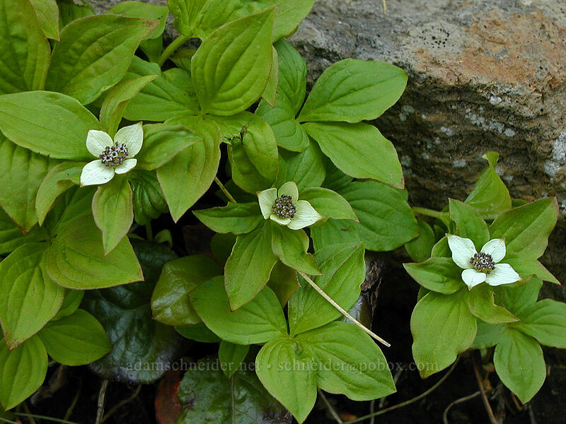 bunchberries (Cornus unalaschkensis (Cornus canadensis)) [Mirror Lake, Mt. Hood National Forest, Clackamas County, Oregon]