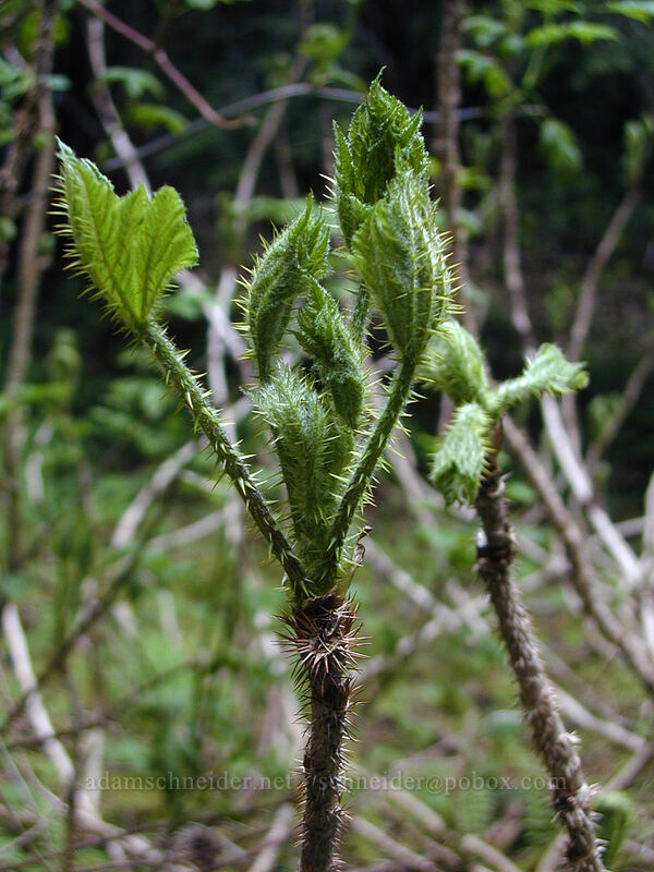 devil's club, emerging (Oplopanax horridus) [Mirror Lake Trail, Mt. Hood National Forest, Clackamas County, Oregon]