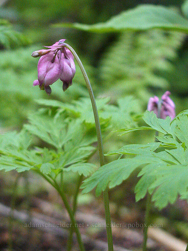 bleeding hearts (Dicentra formosa) [Mirror Lake Trail, Mt. Hood National Forest, Clackamas County, Oregon]