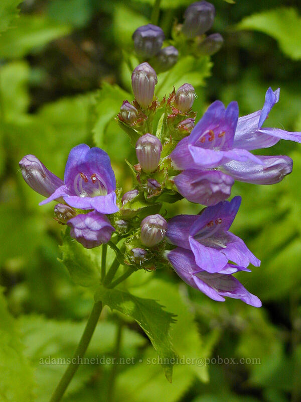Cascade penstemon (Penstemon serrulatus) [Angel's Rest Trail, Multnomah County, Oregon]