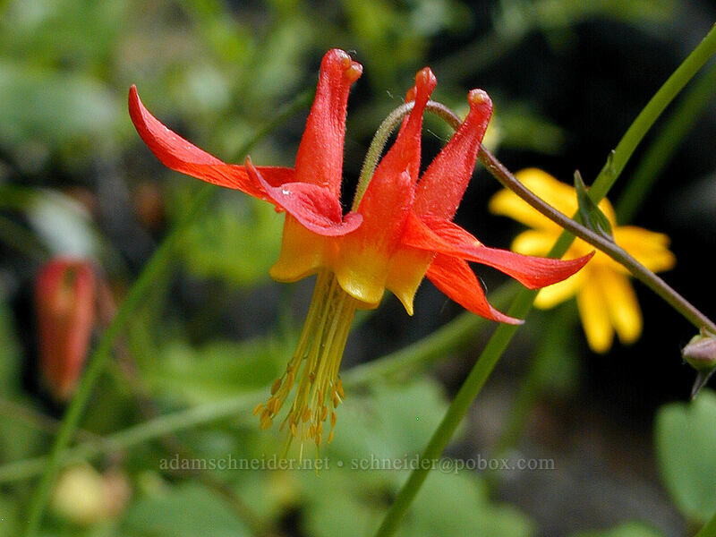 western columbine (Aquilegia formosa) [Angel's Rest Trail, Multnomah County, Oregon]
