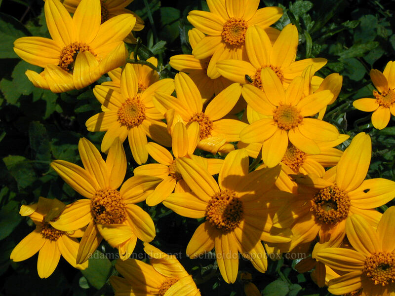 Oregon sunshine (Eriophyllum lanatum) [Angel's Rest Trail, Multnomah County, Oregon]