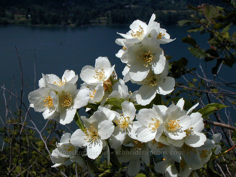 mock orange (Philadelphus lewisii) [Angel's Rest Trail, Multnomah County, Oregon]