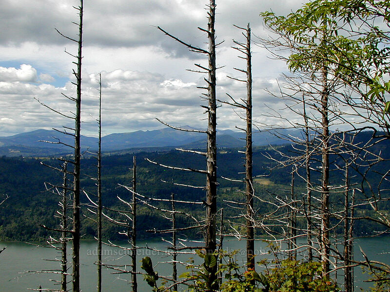 dead evergreens & distant hills [Angel's Rest Trail, Multnomah County, Oregon]