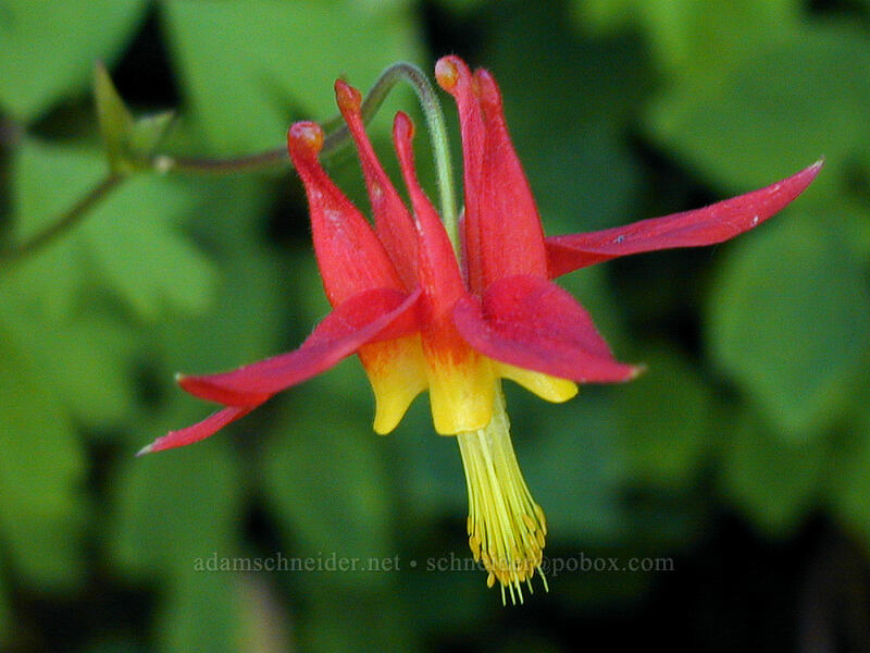 western columbine (Aquilegia formosa) [Angel's Rest Trail, Multnomah County, Oregon]