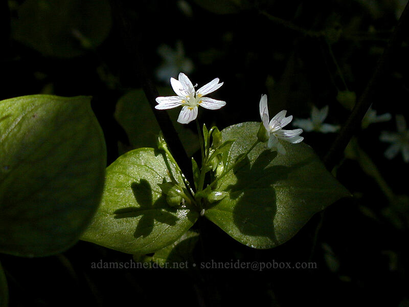candyflower (Claytonia sibirica (Montia sibirica)) [Angel's Rest Trail, Multnomah County, Oregon]