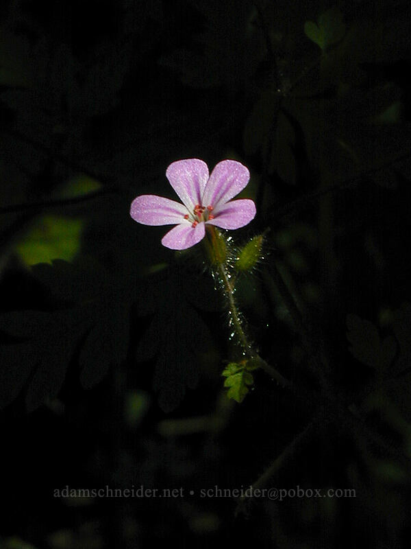 Herb Robert (Geranium robertianum) [Angel's Rest Trail, Multnomah County, Oregon]