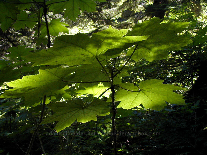 devil's club (Oplopanax horridus) [Burnt Lake Trail, Mt. Hood Wilderness, Clackamas County, Oregon]