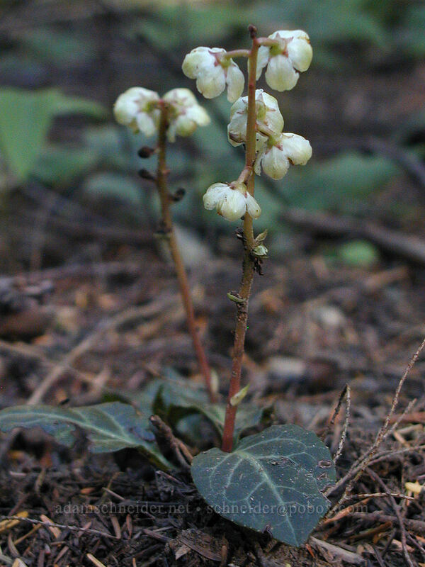 white-vein pyrola (Pyrola picta) [Burnt Lake Trail, Mt. Hood Wilderness, Clackamas County, Oregon]