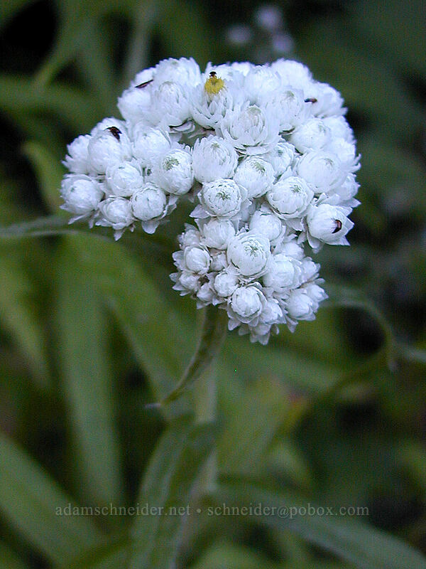 pearly everlasting (Anaphalis margaritacea) [Burnt Lake Trail, Mt. Hood Wilderness, Clackamas County, Oregon]