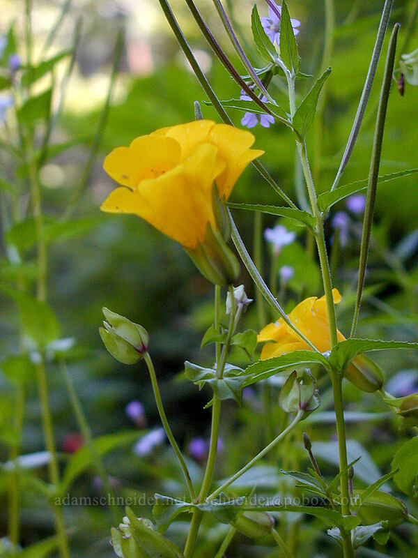 yellow monkeyflower & willow-herb (Erythranthe guttata (Mimulus guttatus), Epilobium sp.) [Burnt Lake Trail, Mt. Hood Wilderness, Clackamas County, Oregon]