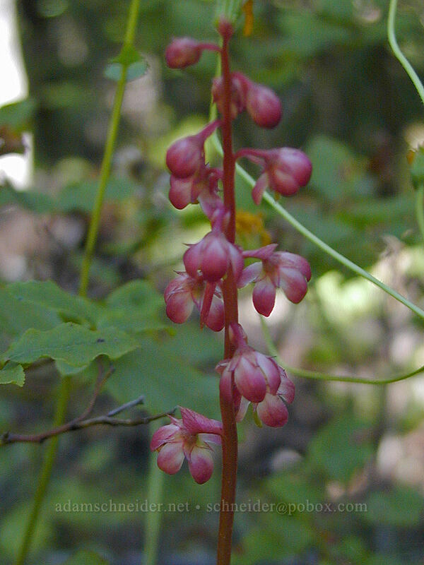pink wintergreen (Pyrola asarifolia) [Burnt Lake Trail, Mt. Hood Wilderness, Clackamas County, Oregon]