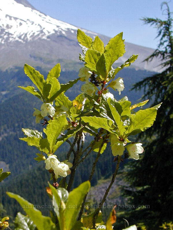 white rhododendron (Cascade azalea) (Rhododendron albiflorum) [East Zigzag Mountain, Mt. Hood Wilderness, Clackamas County, Oregon]