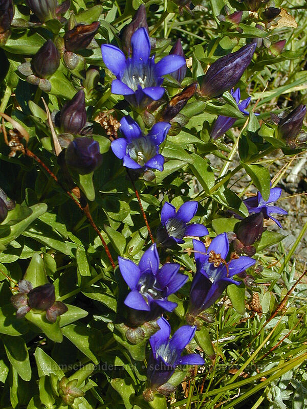 explorer's gentian (Gentiana calycosa) [East Zigzag Mountain, Mt. Hood Wilderness, Clackamas County, Oregon]