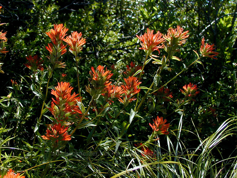 paintbrush (Castilleja sp.) [East Zigzag Mountain, Mt. Hood Wilderness, Clackamas County, Oregon]