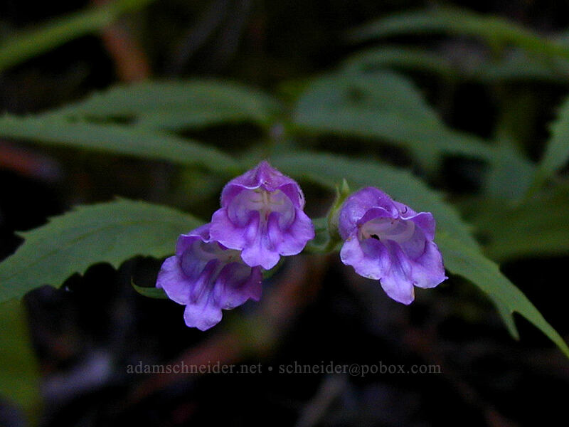 woodland penstemon (turtlehead) (Nothochelone nemorosa) [Burnt Lake Trail, Mt. Hood Wilderness, Clackamas County, Oregon]