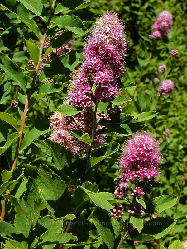 hardhack (Douglas' spirea) (Spiraea douglasii) [Burnt Lake, Mt. Hood Wilderness, Clackamas County, Oregon]