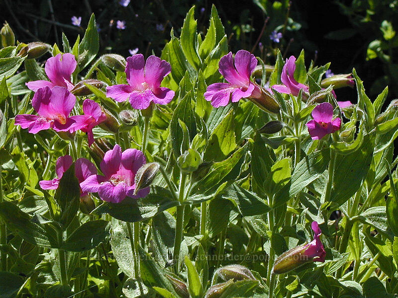 Lewis' monkeyflower (Erythranthe lewisii (Mimulus lewisii)) [Head of Tilly Jane Creek, Mt. Hood Wilderness, Hood River County, Oregon]