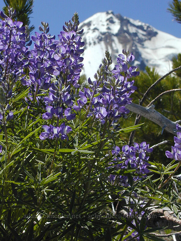 lupines (Lupinus latifolius) [Cooper Spur Trail, Mt. Hood Wilderness, Hood River County, Oregon]
