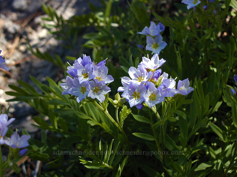 California Jacob's ladder (Polemonium californicum) [Cooper Spur Trail, Mt. Hood Wilderness, Hood River County, Oregon]
