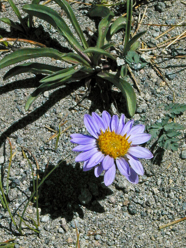 tundra aster (Oreostemma alpigenum var. alpigenum (Aster alpigenus)) [Cooper Spur Trail, Mt. Hood Wilderness, Hood River County, Oregon]