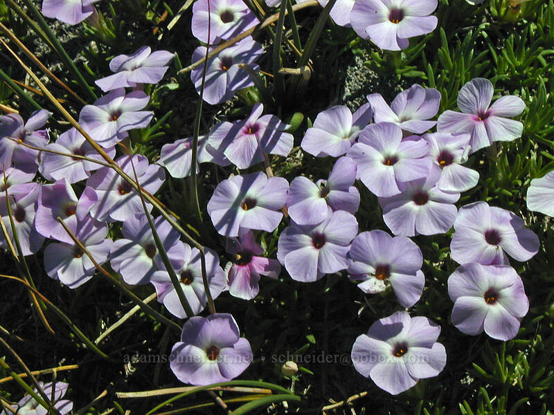 Phlox (Phlox diffusa) [Cooper Spur Trail, Mt. Hood Wilderness, Hood River County, Oregon]