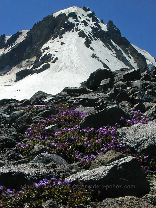 Davidson's penstemon at 8400 feet (Penstemon davidsonii) [Cooper Spur Trail, Mt. Hood Wilderness, Hood River County, Oregon]