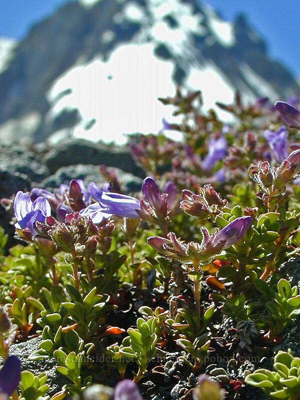 Davidson's penstemon at 8400 feet (Penstemon davidsonii) [Cooper Spur Trail, Mt. Hood Wilderness, Hood River County, Oregon]