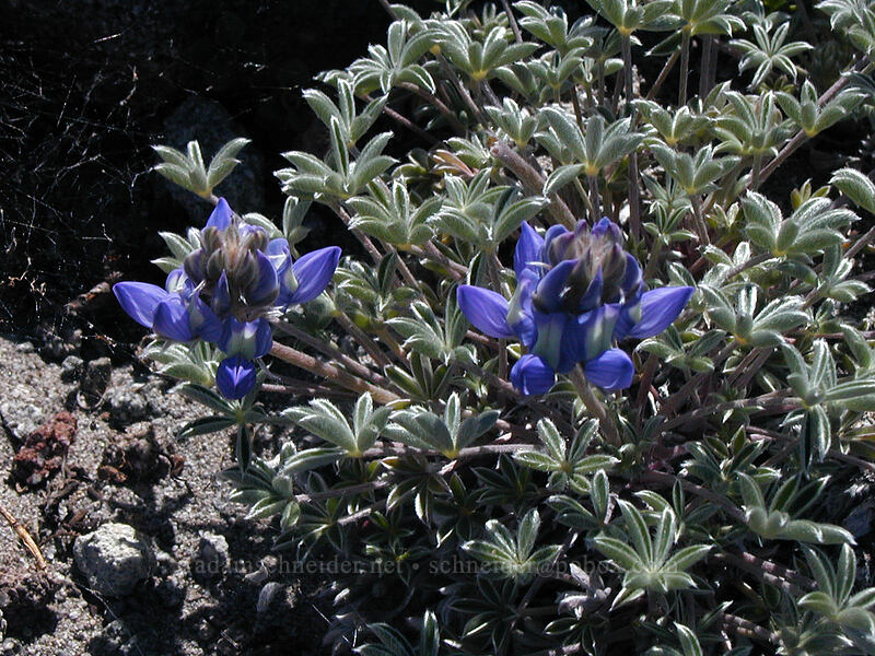 lupine at 8400 feet (Lupinus lepidus var. lobbii) [Cooper Spur Trail, Mt. Hood Wilderness, Hood River County, Oregon]